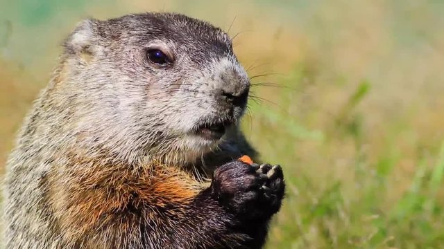 Young Groundhog (Marmota Monax) munches carrot and turns in vintage setting