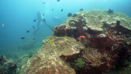 Tropical fish on coral reef at diving. Wonderful and beautiful underwater world with corals and tropical fish. Hard and soft corals. Philippines, Mindoro.