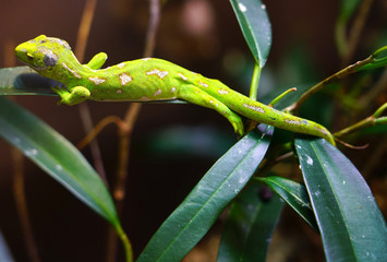 View of a Northland Green Gecko (Naultinus grayi) in New Zealand