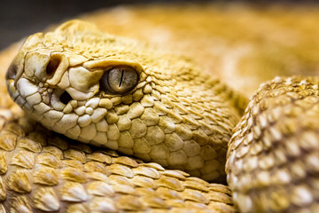 1 709 Reptile Diamondback Rattlesnake Wall Murals Canvas Prints Stickers Wallsheaven