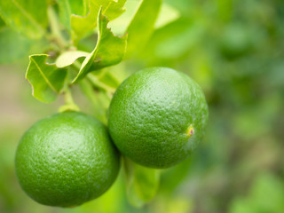 Green lime on the tree background..