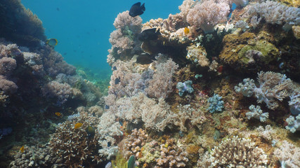Fototapeta na wymiar Tropical fish on coral reef at diving. Wonderful and beautiful underwater world with corals and tropical fish. Hard and soft corals. Philippines, Mindoro.