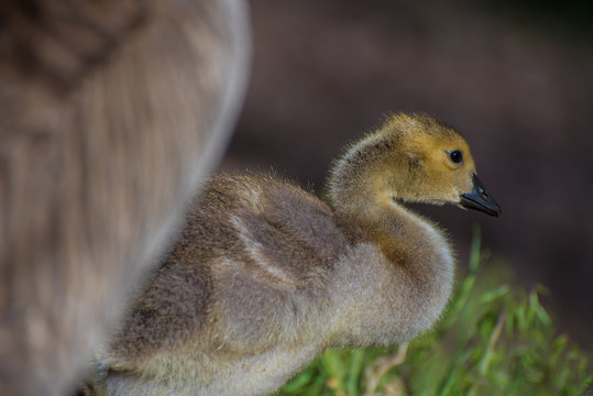 A baby goose find protection under its mother's breast