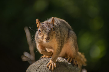 A squirrel rests on a wood post
