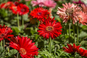 Gerbera flower plant color