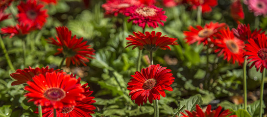 Gerbera flower plant color
