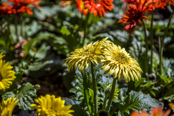 Gerbera flower plant color