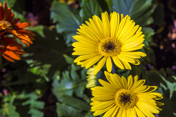 Gerbera flower plant color