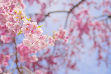 桜　春　素材