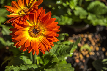 Gerbera flower plant color
