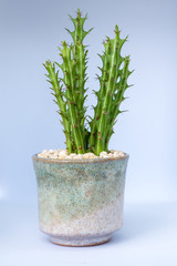 Euphorbia knuthii growing in the small ceramic pot