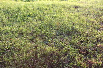 grass