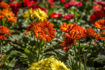 Gerbera flower plant color