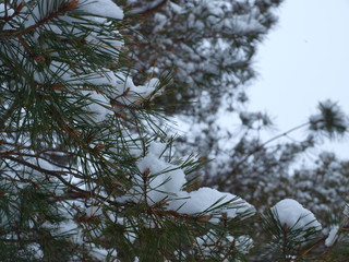 Macro shot of pine leaves