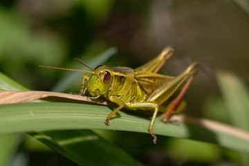 Red legged grasshopper