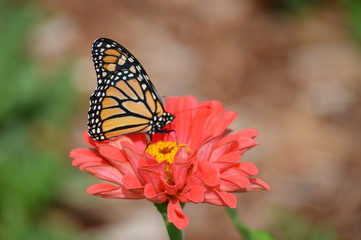 Obraz na płótnie Canvas Monarch butterfly in the garden