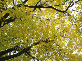 Autumn background. The yellow and green leaves of the trees fell.