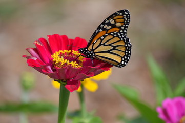 Fototapeta na wymiar Monarch butterfly in the garden
