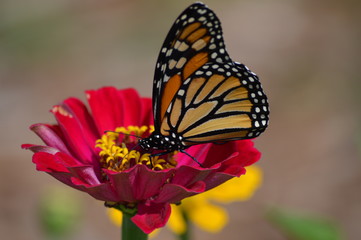 Monarch butterfly in the garden