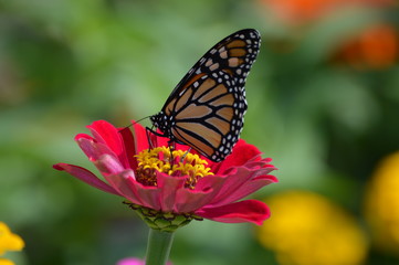 Obraz na płótnie Canvas Monarch butterfly in the garden