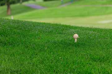 Gold ball or Mashroom on golf couse 
