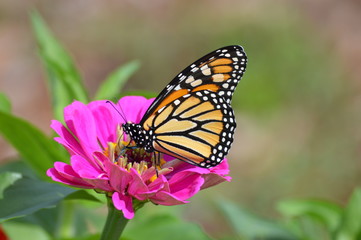 Monarch butterfly in the garden