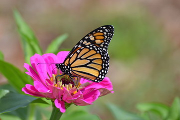 Monarch butterfly in the garden