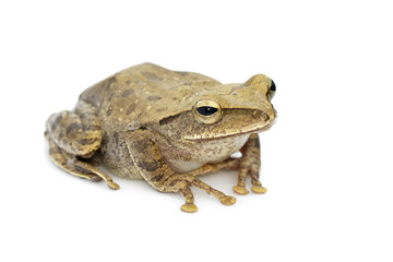 Image of Frog, Polypedates leucomystax,polypedates maculatus on a white background.  Reptile. Animal.