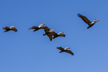 Obraz premium squadron of pelicans