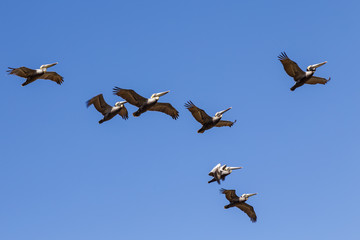 pelican squadron