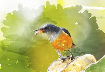 bird in green background.