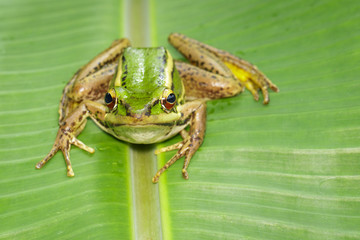 Image of paddy field green frog or Green Paddy Frog (Rana erythraea) on the green leaf. Amphibian. Animal.