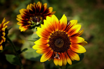sunflower in the garden