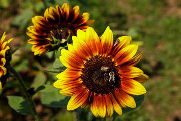 Sunflower and Bees