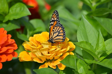 Monarch butterfly in the garden