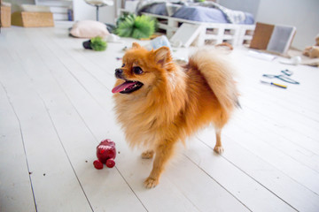 dogs in the middle of mess they created at home