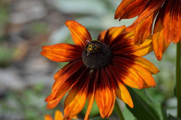 Bright flowers in the garden