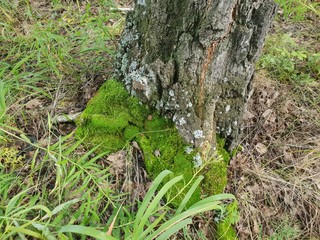  Moss on a birch tree in the autumn forest