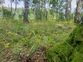  Moss on a birch tree in the autumn forest