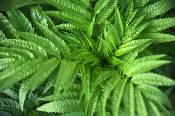 leaves green natural floral background