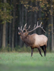 Obraz na płótnie Canvas Bull Elk in the Meadow Bugle Call
