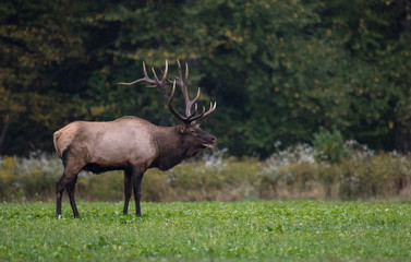 Bull Elk in the meadow