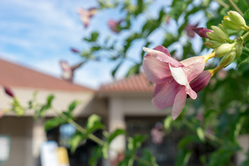 landscape in okinawa