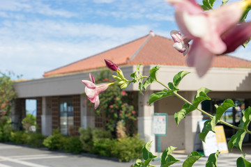 landscape in okinawa
