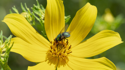 A shiny green fly soaks up the sun in the middle of a yellow flower.