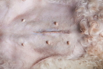 Surgery stitches on dog stomach