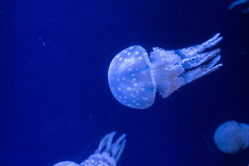 blue jellyfish
