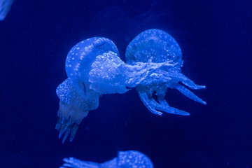 blue jellyfish
