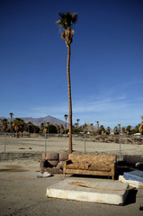 Solitary palm tree with old couches and mattress in desert