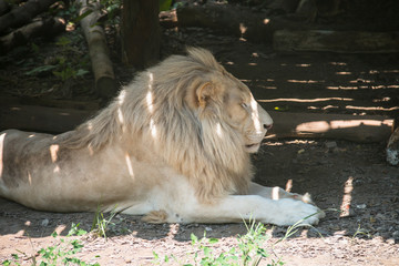 White lion is resting